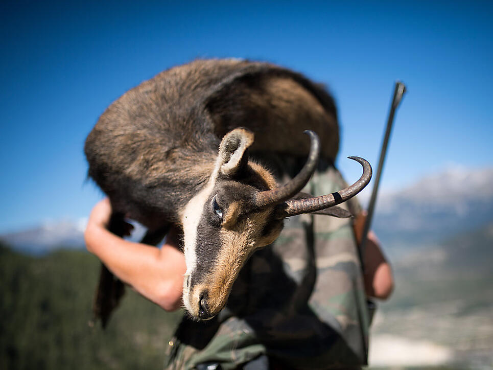 Die Jagd auf Gämsen und Steinböcke im Wallis ist auch bei den Jägern aus anderen Kantonen und aus dem Ausland begehrt. (Symbolbild)