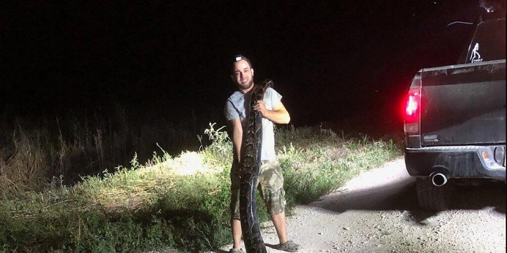 Rekordverdächtig: Die in Florida gefangene Python hat eine Länge von 5,3 Metern und ein Gewicht von rund 60 Kilo.