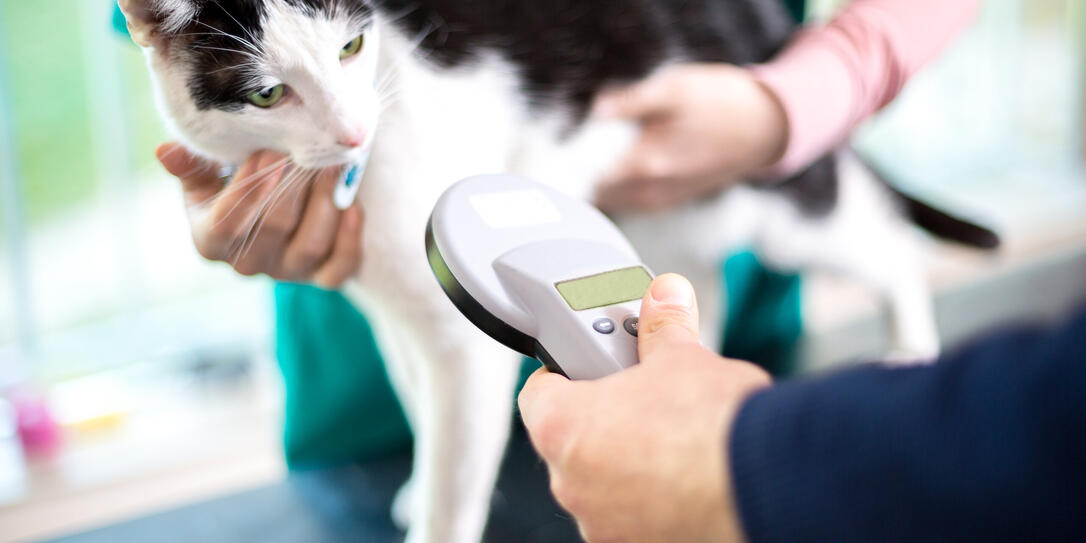 Identifying cat with microchip device