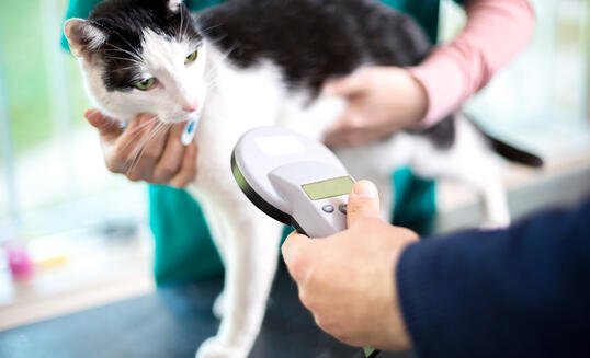 Identifying cat with microchip device
