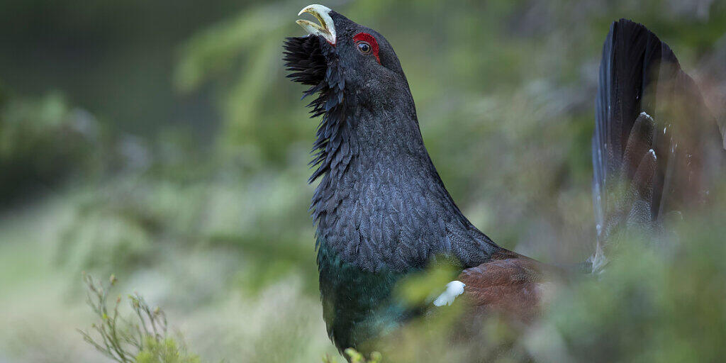 Das Auerhuhn ist der grösste Hühnervogel Europas, doch seine Bestände gehen vielerorts zurück. Im Kanton Schwyz scheinen die Tiere dank Schutzmassnahmen ideale Bedingungen vorzufinden.