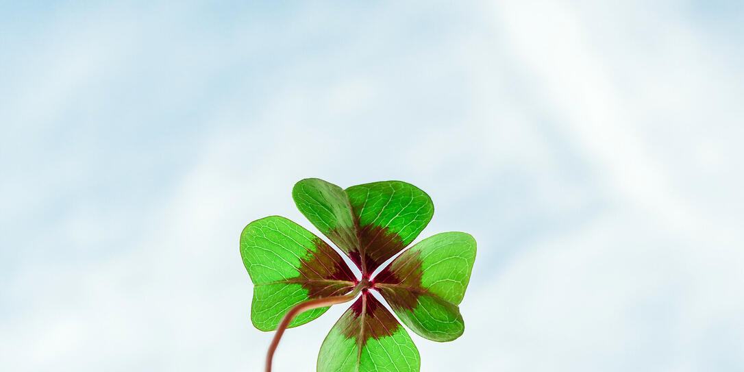 Four leaf lucky clover held by hand against sky