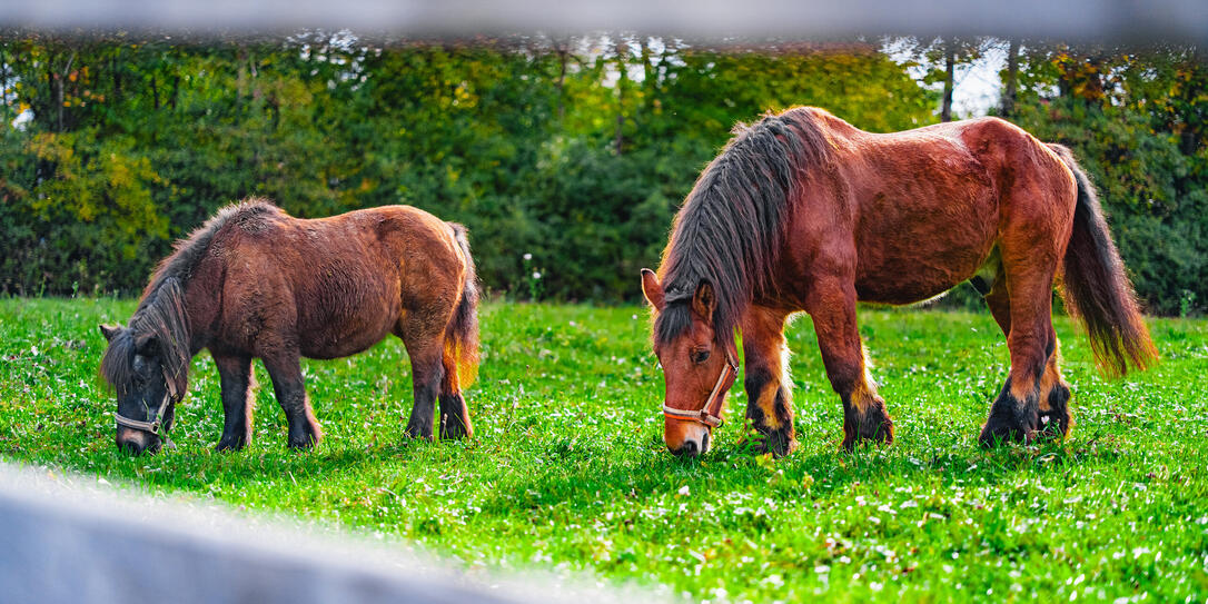Large Brown Draught Horse and Small Brown Pony Standing in the Green Pasture and Grazing on a Sunny Day
