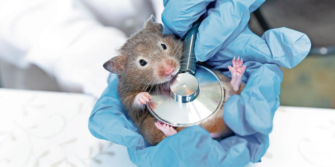 Hands in blue medical gloves hold a gray mouse or a hamster. A doctor listens to a mouse with a stethoscope.Veterinary medicine, research, diagnostics