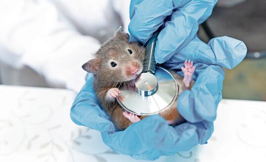 Hands in blue medical gloves hold a gray mouse or a hamster. A doctor listens to a mouse with a stethoscope.Veterinary medicine, research, diagnostics