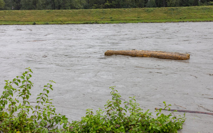 Hochwasser am Rhein