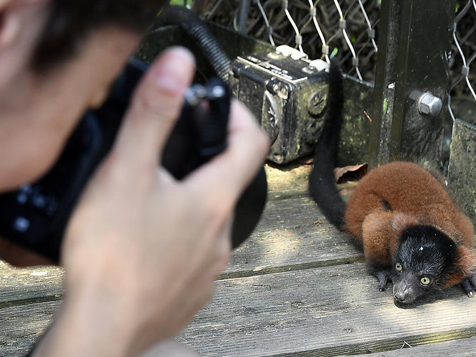 Keine Angst vor Besuchern zeigt dieser Rote Vari im Masoala Regenwald im Zoo Zürich.
