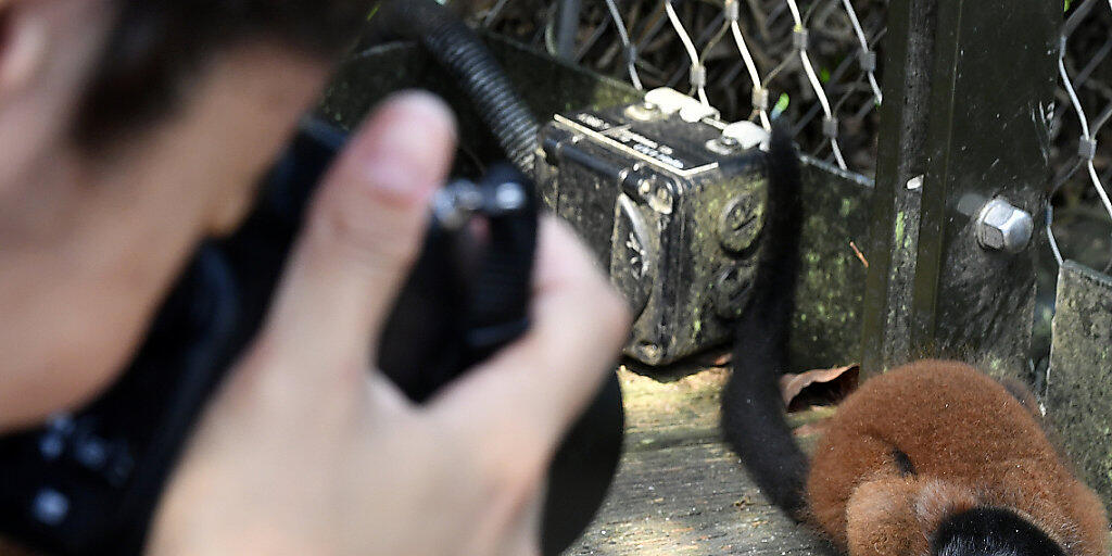 Keine Angst vor Besuchern zeigt dieser Rote Vari im Masoala Regenwald im Zoo Zürich.