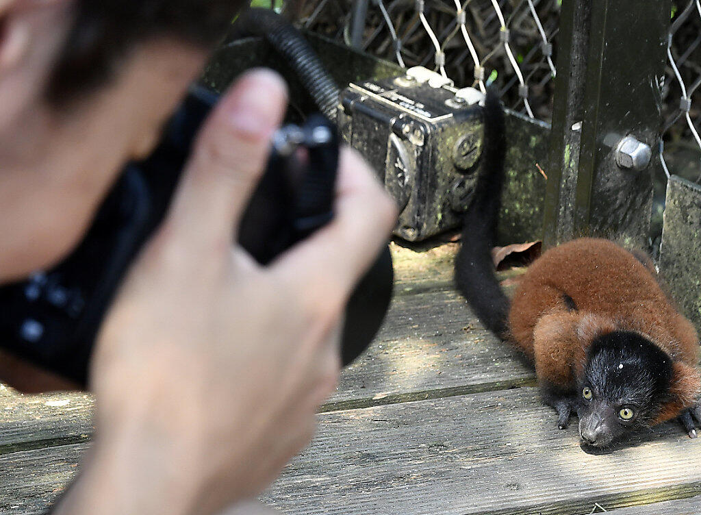 Keine Angst vor Besuchern zeigt dieser Rote Vari im Masoala Regenwald im Zoo Zürich.