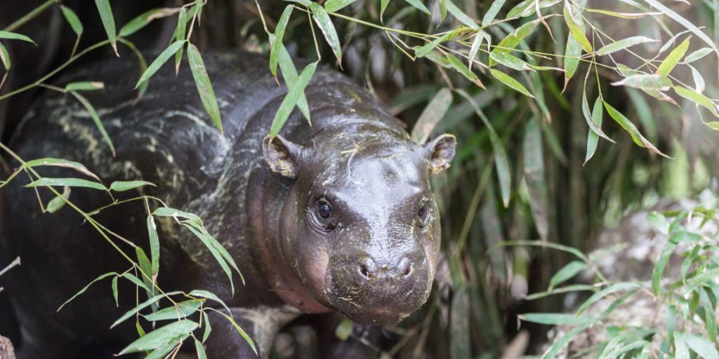 Nyande heisst das Zwergflusspferd-Baby, das schon letzten November im Zoo Basel zur Welt gekommen ist. Nach draussen wagt es sich erst jetzt, wenn die Tage wärmer werden.