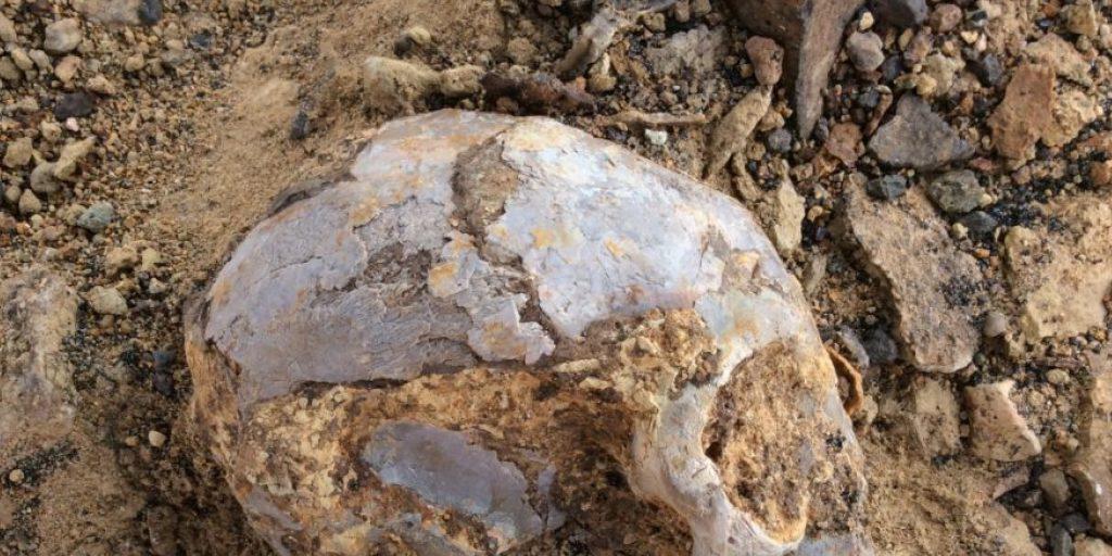 Der Schädel des 13 Millionen Jahre alten Vorfahren von Menschenaffen und Menschen wurde bei Ausgrabungen in Kenia entdeckt. Der Schädel des 13 Millionen Jahre alten Vorfahren von Menschenaffen und Menschen wurde bei Ausgrabungen in Kenia entdeckt.