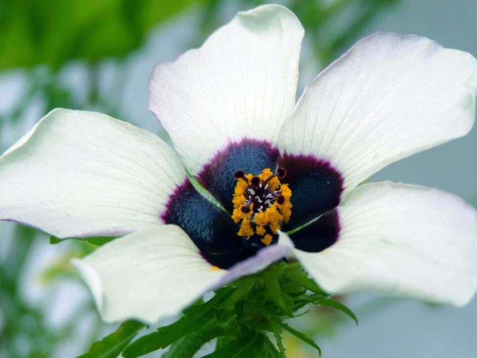 Die Mitte der Blüte enthält ein dunkles Pigment, schimmert aber aufgrund der Oberflächenstruktur blau.
