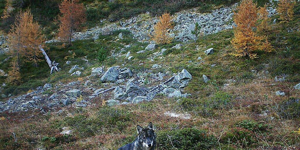 Paarungen zwischen Wolf und Hund mit Nachwuchs scheinen in den Schweizer Alpen kaum vorzukommen. Unter den drei bekannten Wolfsrudeln gibt es einer Studie zufolge keine Mischlinge. (Archivbild) Paarungen zwischen Wolf und Hund mit Nachwuchs scheinen in den Schweizer Alpen kaum vorzukommen. Unter den drei bekannten Wolfsrudeln gibt es einer Studie zufolge keine Mischlinge. (Archivbild)