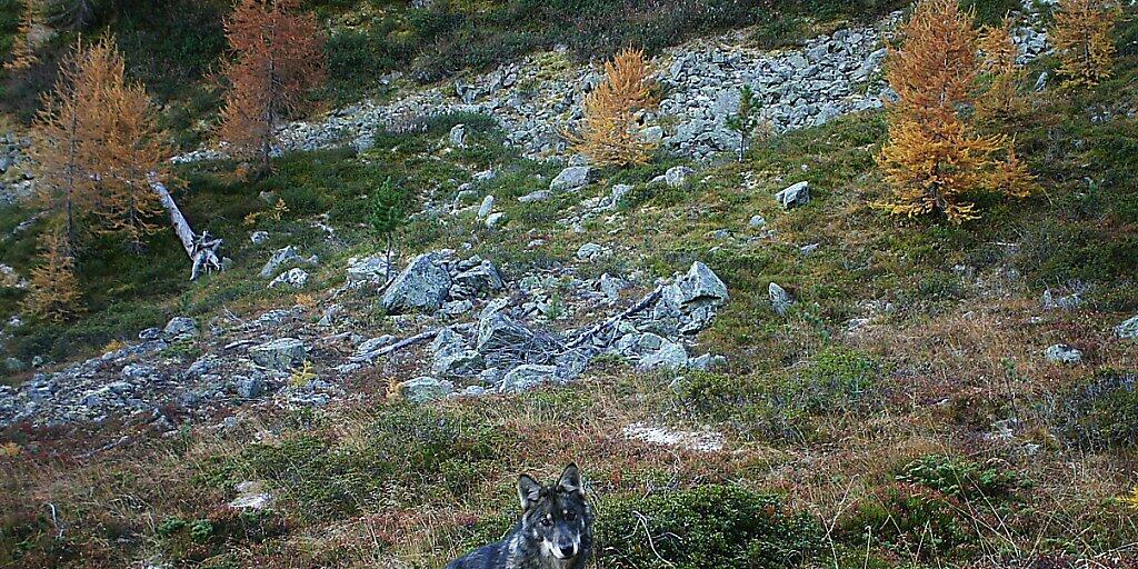 Paarungen zwischen Wolf und Hund mit Nachwuchs scheinen in den Schweizer Alpen kaum vorzukommen. Unter den drei bekannten Wolfsrudeln gibt es einer Studie zufolge keine Mischlinge. (Archivbild)