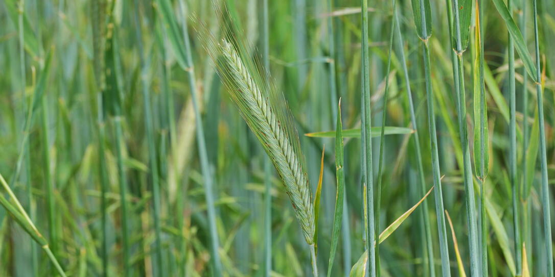 Rye Field with Young Green Cereal Plants