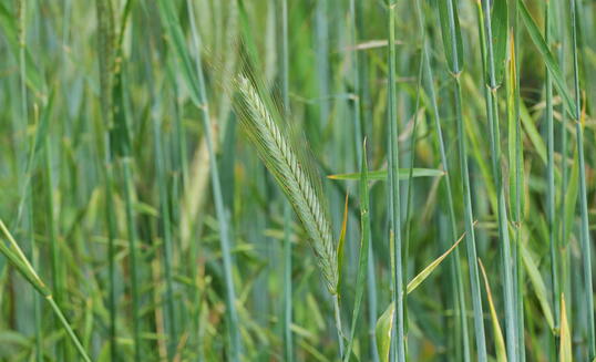 Rye Field with Young Green Cereal Plants