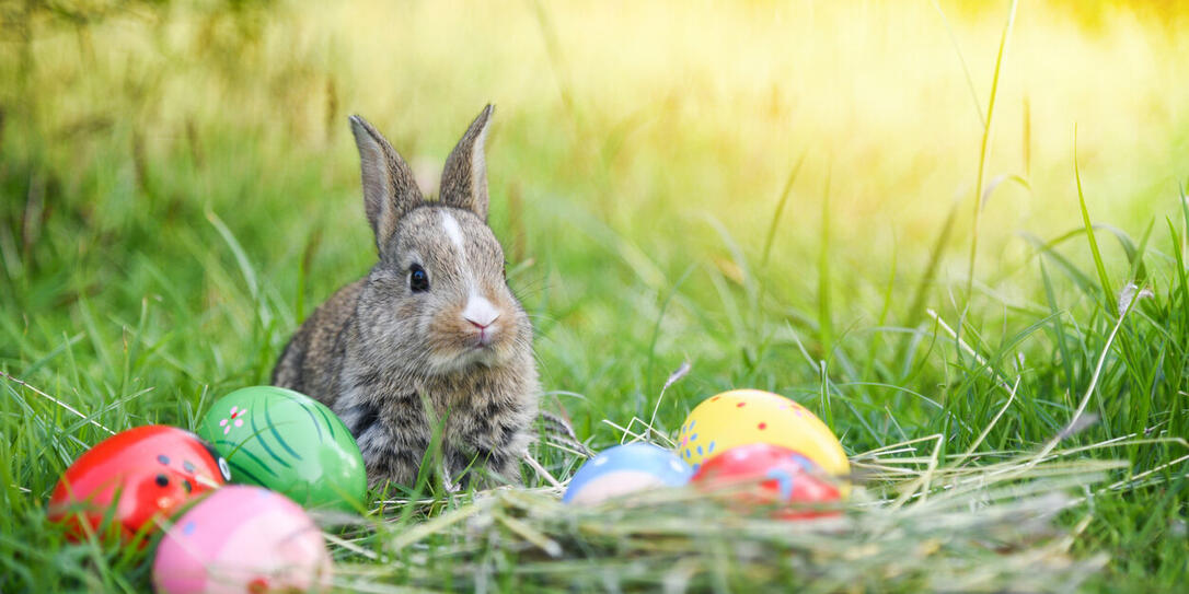 Easter bunny hunt easter egg on green grass nature background