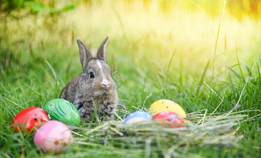 Easter bunny hunt easter egg on green grass nature background