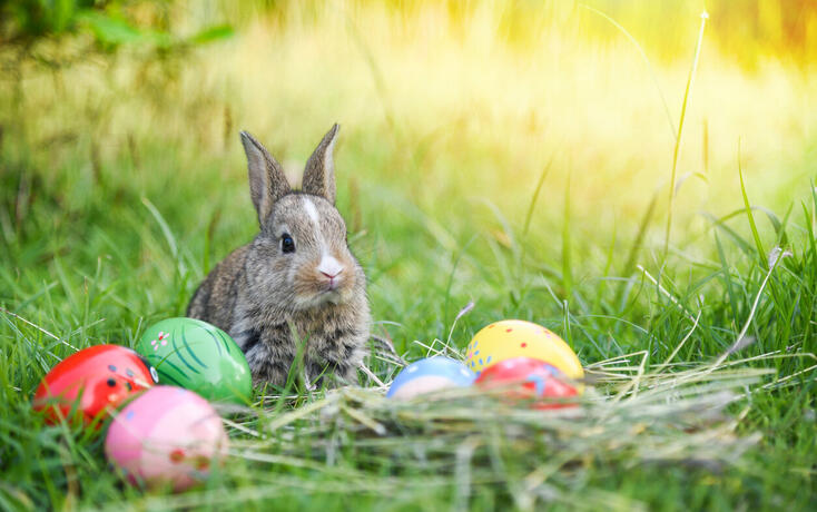 Easter bunny hunt easter egg on green grass nature background