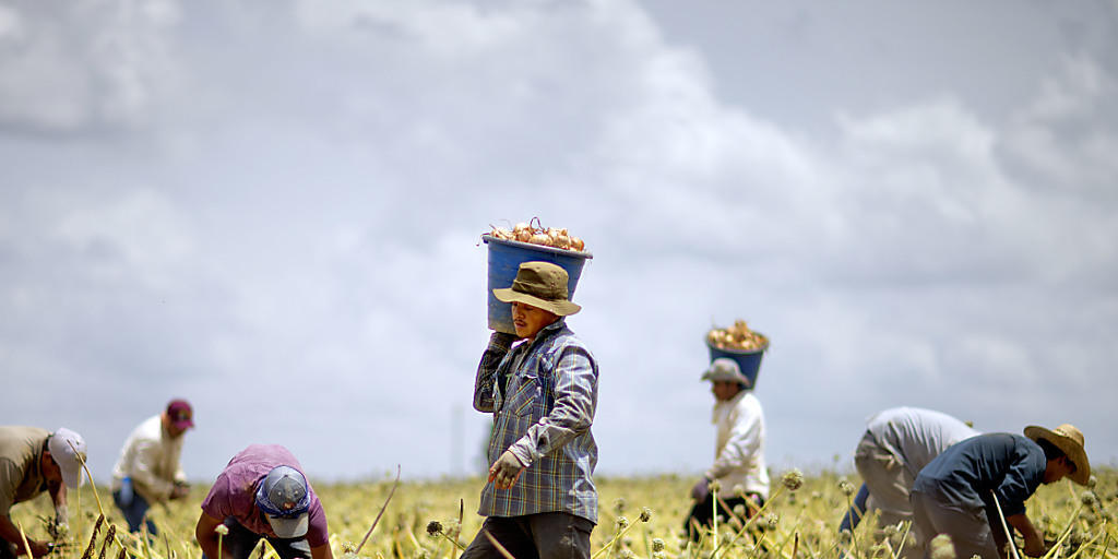 Einwanderer auf einer Zwiebelfarm im US-Bundesstaat Georgia: Die Wirtschaft befürchtet einen krassen Mangel an Arbeitskräften, sollte die Regierung ihre Reform der Aufenthaltserlaubnisse umsetzen. (Archiv) Einwanderer auf einer Zwiebelfarm im US-Bundesstaat Georgia: Die Wirtschaft befürchtet einen krassen Mangel an Arbeitskräften, sollte die Regierung ihre Reform der Aufenthaltserlaubnisse umsetzen. (Archiv)