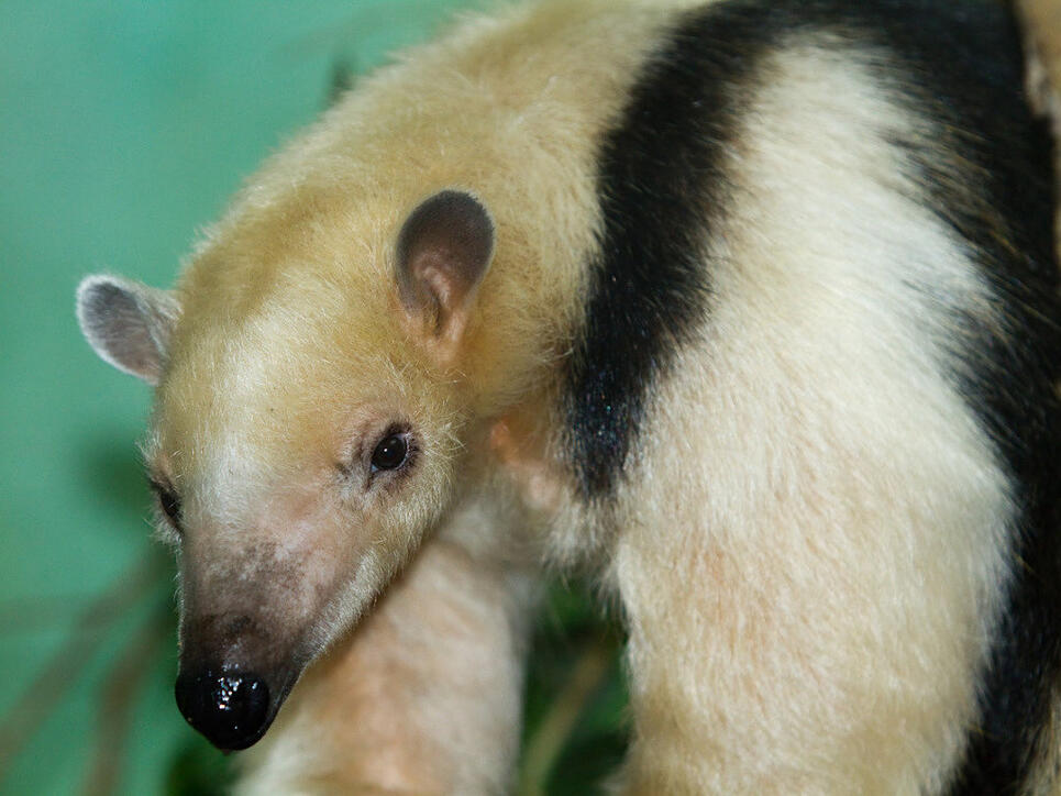 Nur noch ein Kleiner Ameisenbär lebt im Zoo Zürich. Mit 18,5 Jahren ist er bereits im Seniorenalter.