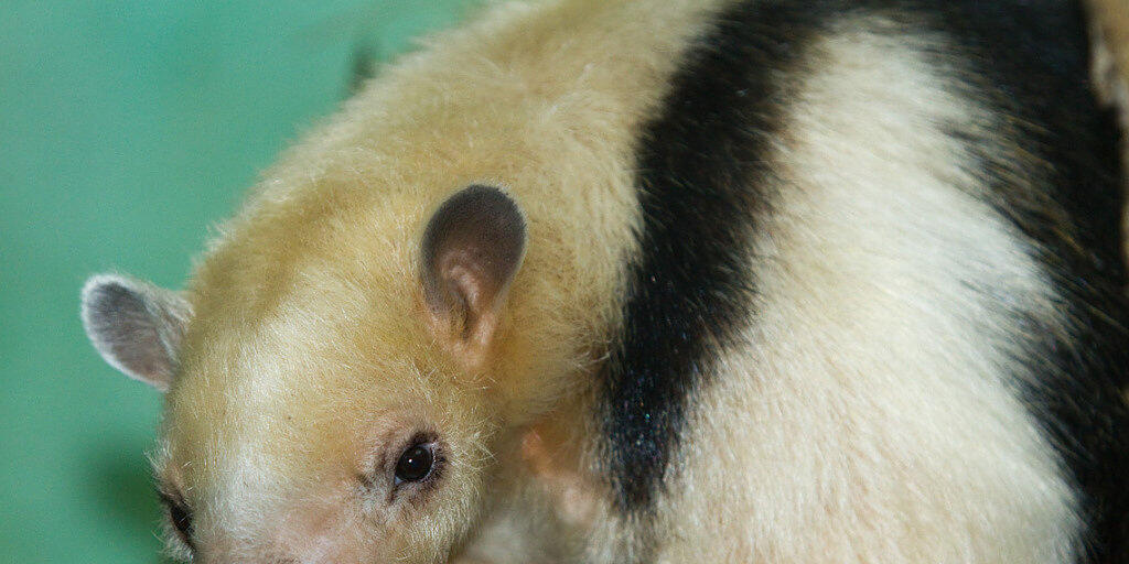 Nur noch ein Kleiner Ameisenbär lebt im Zoo Zürich. Mit 18,5 Jahren ist er bereits im Seniorenalter.