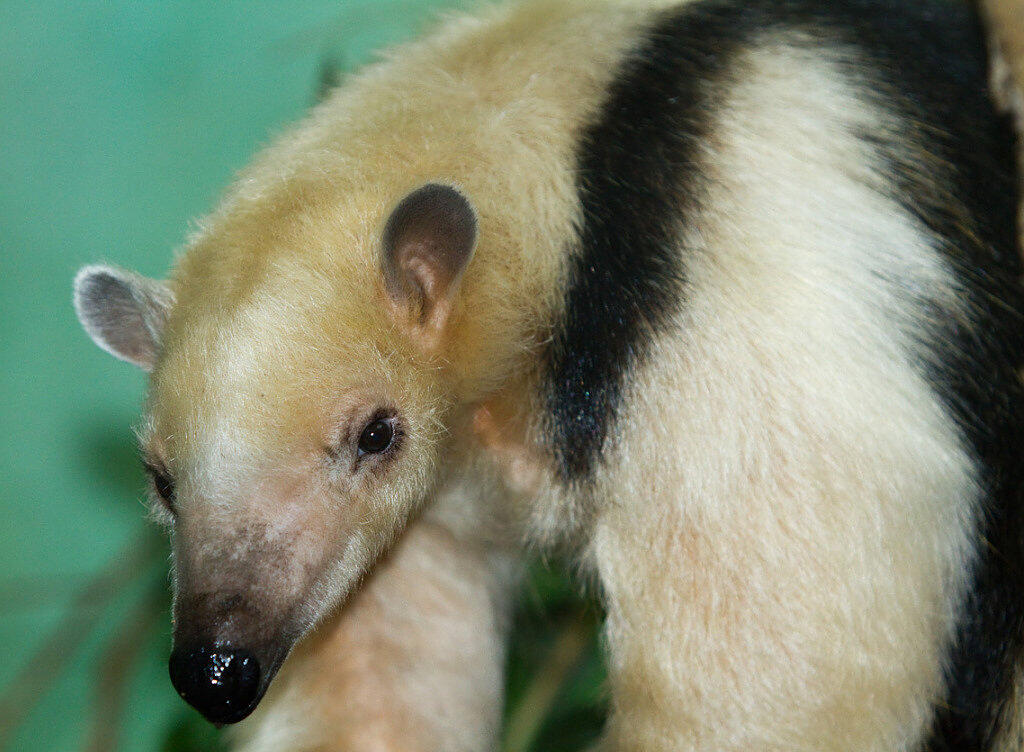 Nur noch ein Kleiner Ameisenbär lebt im Zoo Zürich. Mit 18,5 Jahren ist er bereits im Seniorenalter. Nur noch ein Kleiner Ameisenbär lebt im Zoo Zürich. Mit 18,5 Jahren ist er bereits im Seniorenalter.