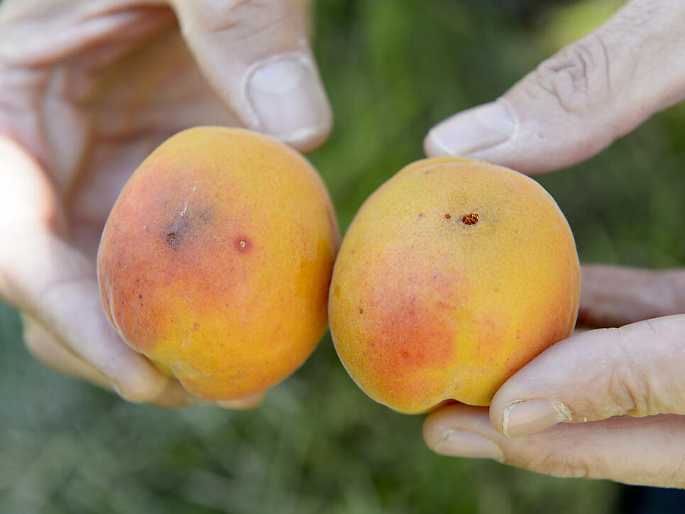 Die Kirschessigfliege greift Obstkulturen an und verursacht grosse Schäden. Agroscope-Fachleute haben nun mit einer neuen Methode mehrere Fressfeinde des Schädlings identifiziert. Dies könnte die Bekämpfung vereinfachen. (Archivbild)