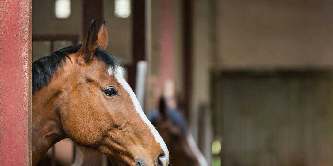 Horse in a stall