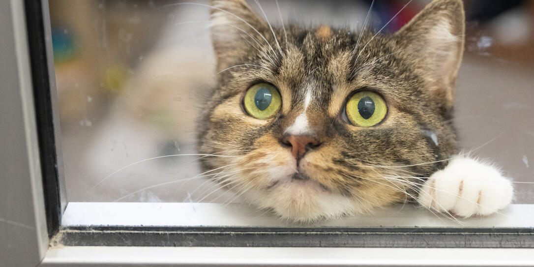 Katzen haben Recht auf sexuelle Selbstbestimmung