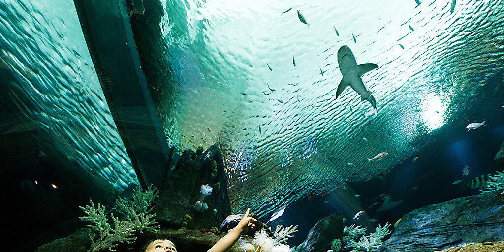 Besucher und Hai in der neu eröffneten Austellung im New Yorker Aquarium. Dieses wurde durch Wirbelsturm Sandy 2012 schwer beschädigt.