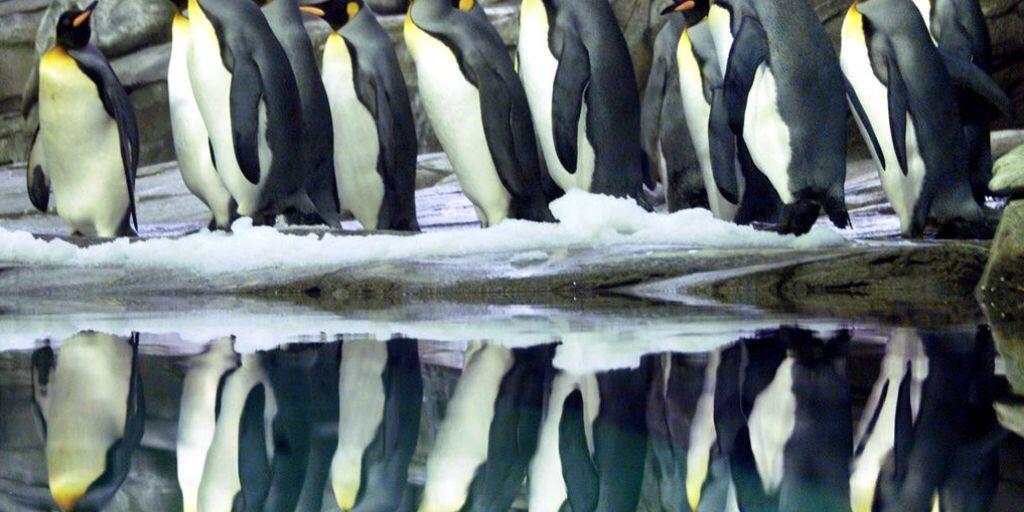 Stickstoff im Stuhlgang von Königs-Pinguinen verbindet sich mit Bodenbakterien zu Lachgas. Rein theoretisch verströmen sie also einen schmerzstillenden Duft. (Archivbild)