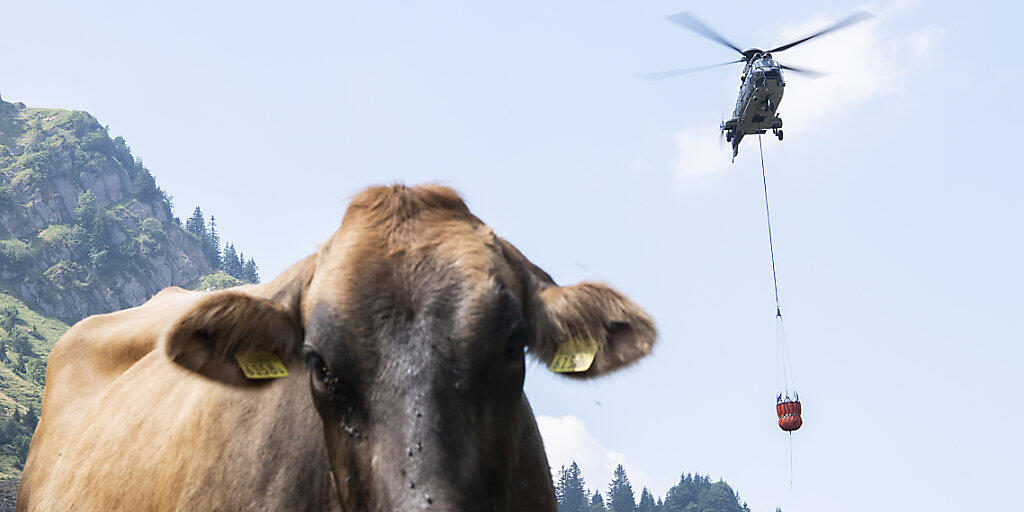 Wasser für durstige Kühe nur per Helikopter: Im vergangenen Sommer waren die Folgen des Klimawandels für die Landwirtschaft besonders spürbar.(Archivbild)