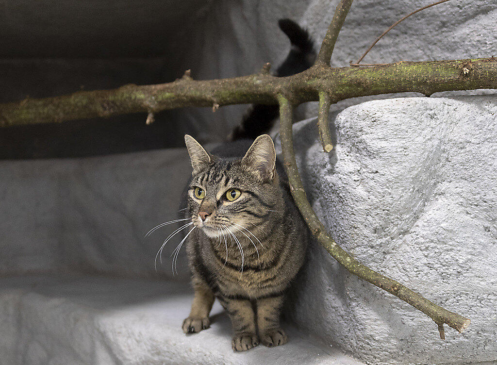 Ob Stubentiger oder Katze mit Freigang: Der Bund, Tierärzte und Tierschützer empfehlen, Katzen mit einem Mikrochip zu kennzeichnen und zu kastrieren. (Themenbild) Ob Stubentiger oder Katze mit Freigang: Der Bund, Tierärzte und Tierschützer empfehlen, Katzen mit einem Mikrochip zu kennzeichnen und zu kastrieren. (Themenbild)