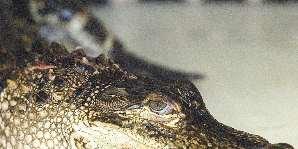 Besser nicht auf Meth: Die Polizei in Tennessee warnt vor Alligatoren unter Drogen.