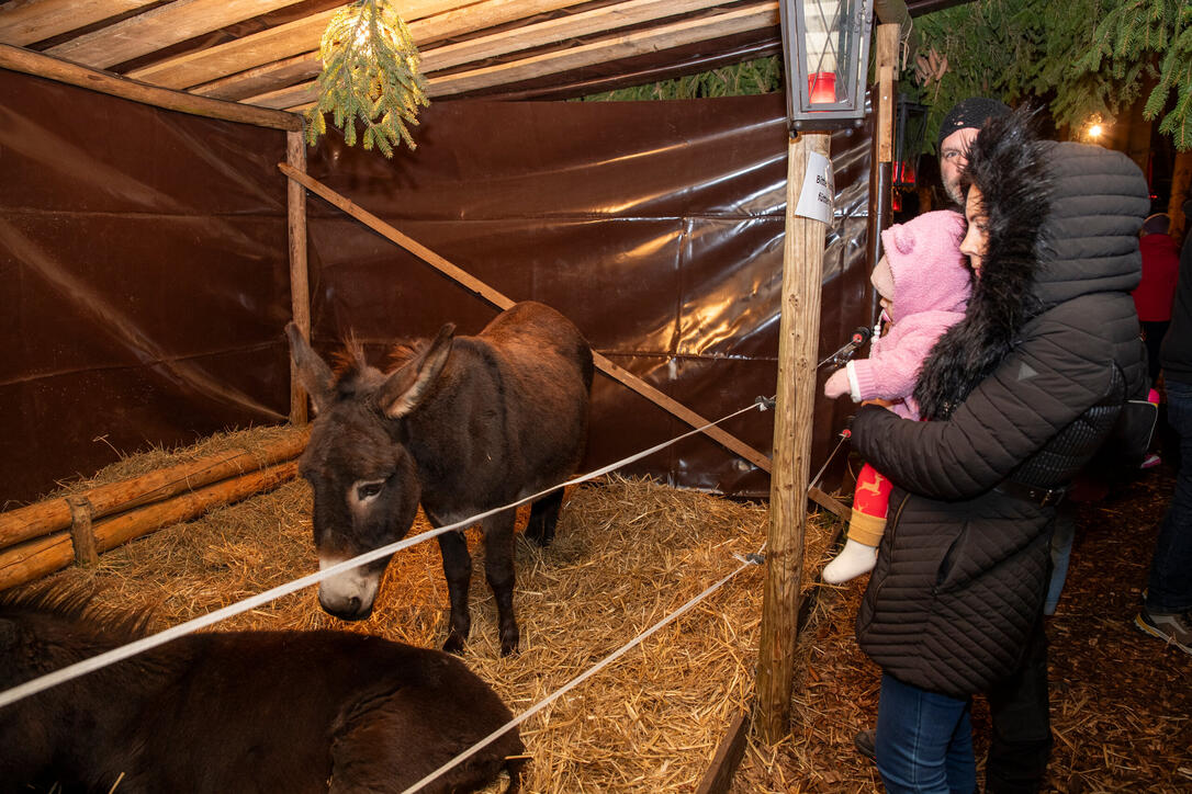 Nikolaus im Walde, Schellenberg (07.12.2024)