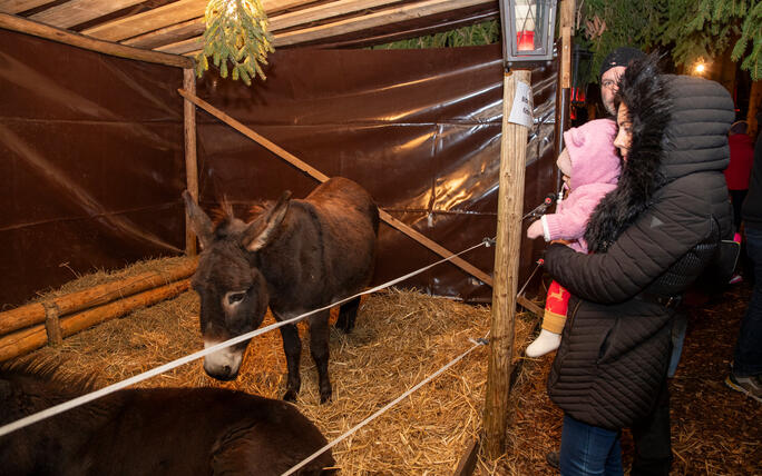 Nikolaus im Walde, Schellenberg (07.12.2024)