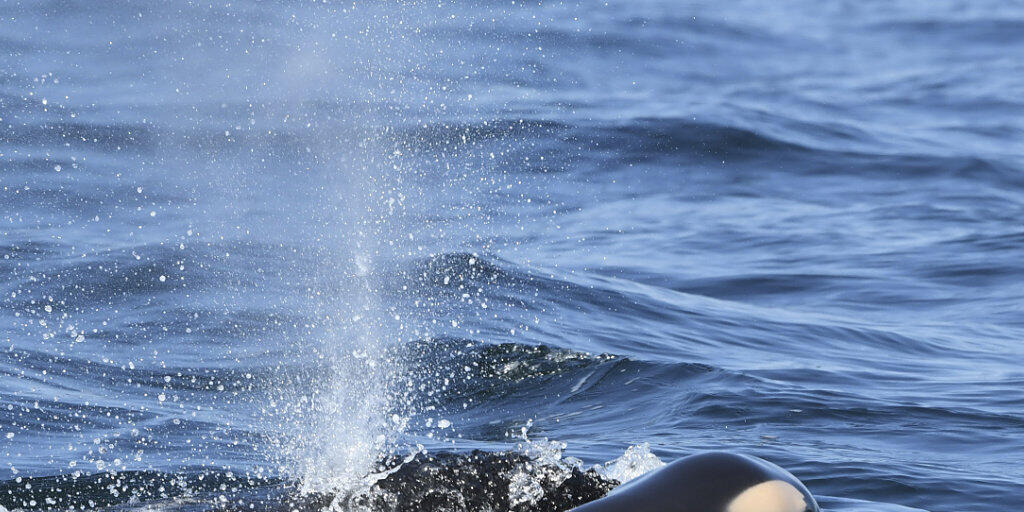 Die Orca-Mutter treibt ihr totes Junges in kanadischen Gewässern nahe Victoria im Wasser vor sich her.