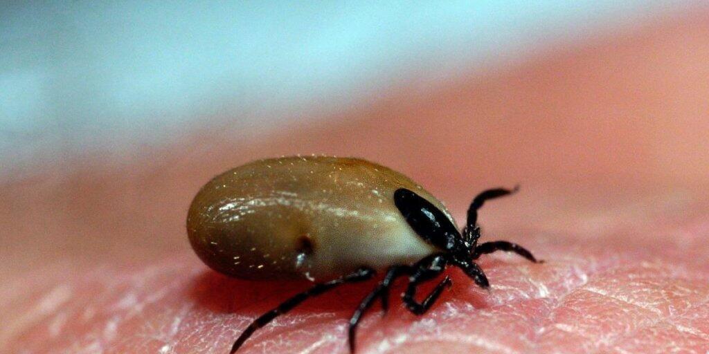 Das Bundesamt für Gesundheit weitet die Risikogebiete für Zecken aus: Ausser in den Kantonen Tessin und Genf empfiehlt es überall eine Impfung gegen die von den Tieren ausgelöste Zeckenenzephalitis (Archiv).