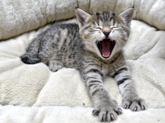 Kein Chip Obligatorium Fur Katzen Liewo