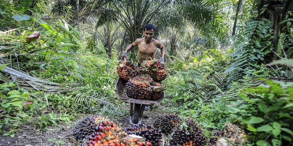 In vielen Ländern wie Indonesien musste Regenwald für Ölpalmen weichen. Forschende weisen auf eine umweltfreundlichere Alternative hin. (Archivbild)