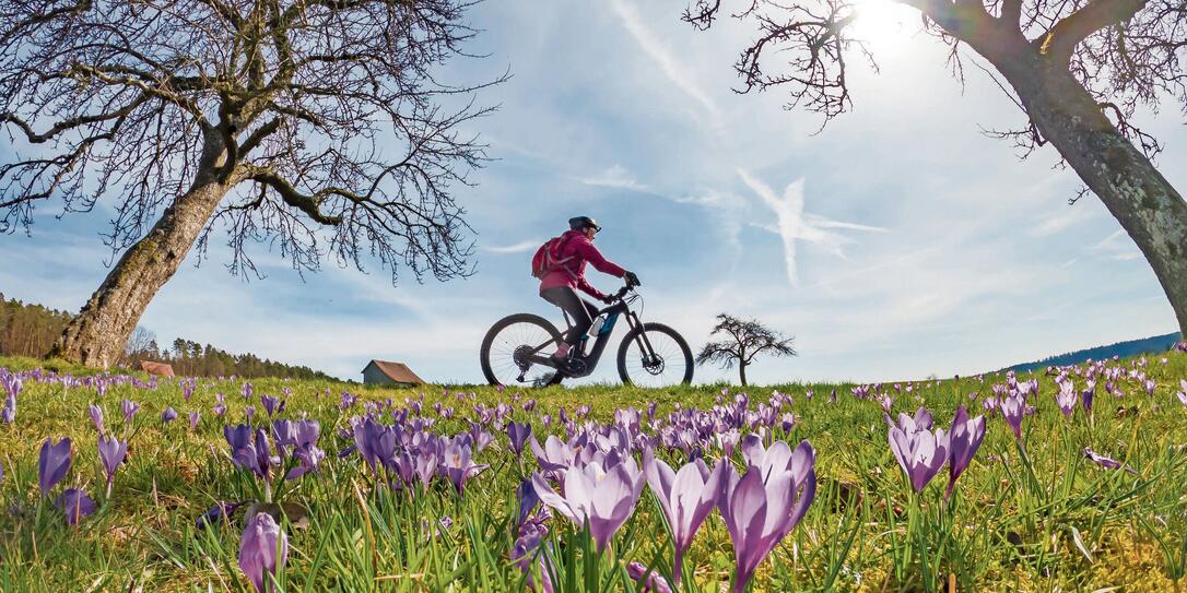 Mountain biking between crocus blossoms Mountain biking between crocus blossoms