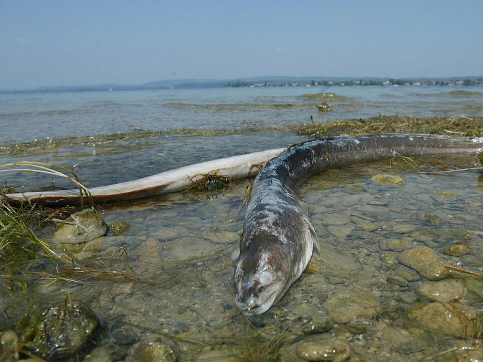 Tote Aale liegen im Hitzesommer 2003 am Ufer der Schweizer Seite des Bodensees. Wegen der geringen Tiefe des Untersees stiegen die Wassertemperaturen dort auf bis zu 27 Grad Celsius, was ein Aalsterben auslöste. Eine weitere tödliche Gefahr für die schlangenförmigen Fische sind Kraftwerksturbinen.