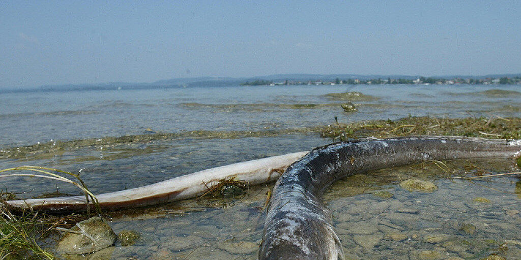 Tote Aale liegen im Hitzesommer 2003 am Ufer der Schweizer Seite des Bodensees. Wegen der geringen Tiefe des Untersees stiegen die Wassertemperaturen dort auf bis zu 27 Grad Celsius, was ein Aalsterben auslöste. Eine weitere tödliche Gefahr für die schlangenförmigen Fische sind Kraftwerksturbinen.