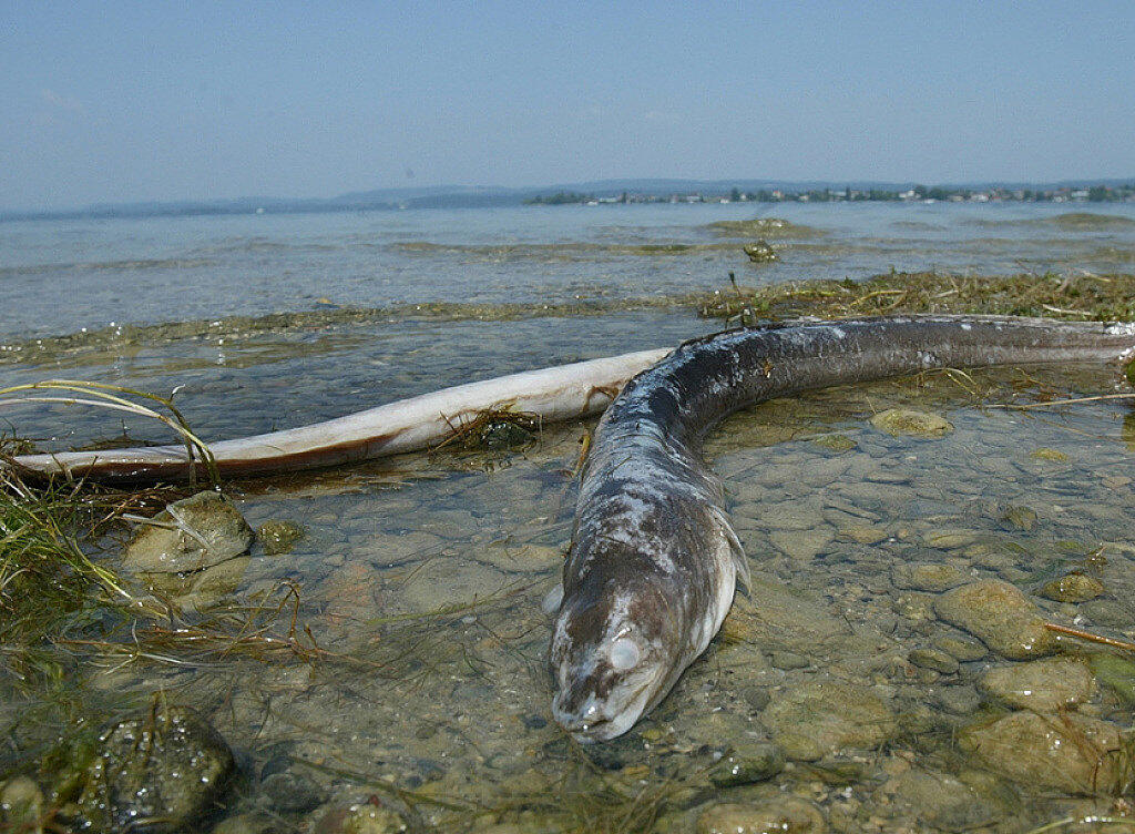 Tote Aale liegen im Hitzesommer 2003 am Ufer der Schweizer Seite des Bodensees. Wegen der geringen Tiefe des Untersees stiegen die Wassertemperaturen dort auf bis zu 27 Grad Celsius, was ein Aalsterben auslöste. Eine weitere tödliche Gefahr für die schlangenförmigen Fische sind Kraftwerksturbinen. Tote Aale liegen im Hitzesommer 2003 am Ufer der Schweizer Seite des Bodensees. Wegen der geringen Tiefe des Untersees stiegen die Wassertemperaturen dort auf bis zu 27 Grad Celsius, was ein Aalsterben auslöste. Eine weitere tödliche Gefahr für die schlangenförmigen Fische sind Kraftwerksturbinen.