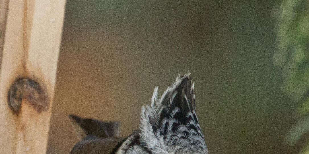 Haubenmeise Vogel Haubenmeise Vogel