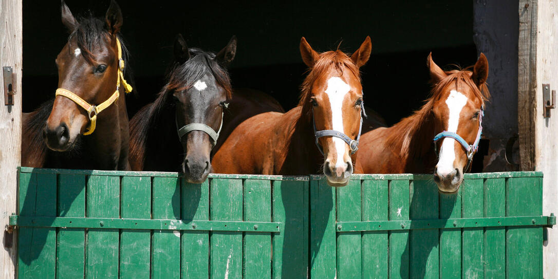 Beautiful thoroughbred horses at the barn door
