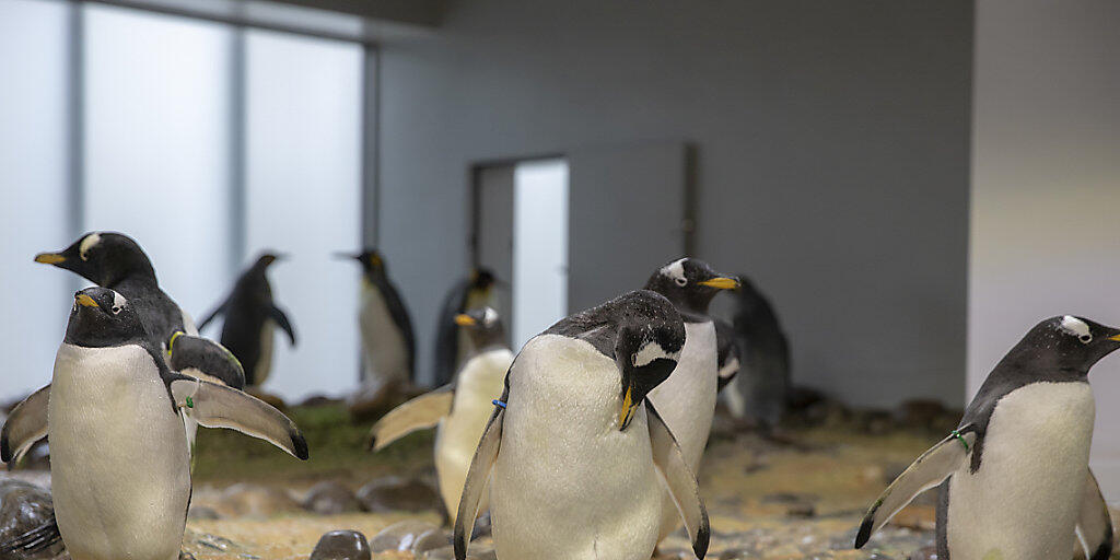 Die Esels- und Königspinguine haben im Zoo Basel ihre neue Anlage bezogen.