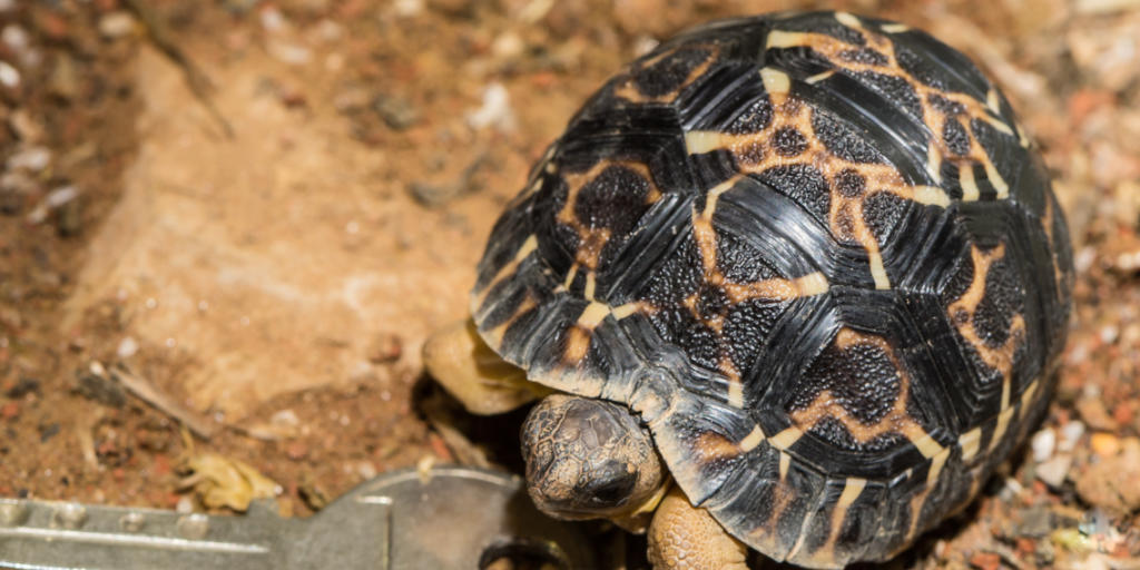 Die junge Strahlenschildkröte ist noch nicht grösser als ein Schlüssel. Ausgewachsen werden sie über 40 Zentimeter lang.