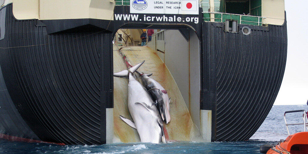 Getötete Zwergwale an Bord eines japanischen Schiffs im antarktischen Meer. (Archivbild)